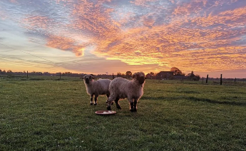 Eindruck vom Schmeddershof
