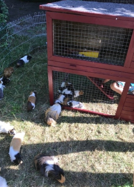 Meerschweinchen der Zucht Caleo auf dem Schmeddershof