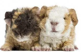 Meerschweinchen auf dem Schmeddershof