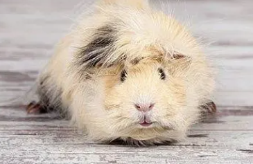 Meerschweinchen auf dem Schmeddershof